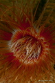   Cerianthus  